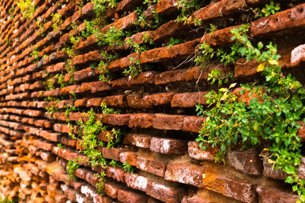 pexels-photo-33784534-33784534 Close-up of an aged red brick wall with green plants in Toulouse, France, highlighting its rustic charm.