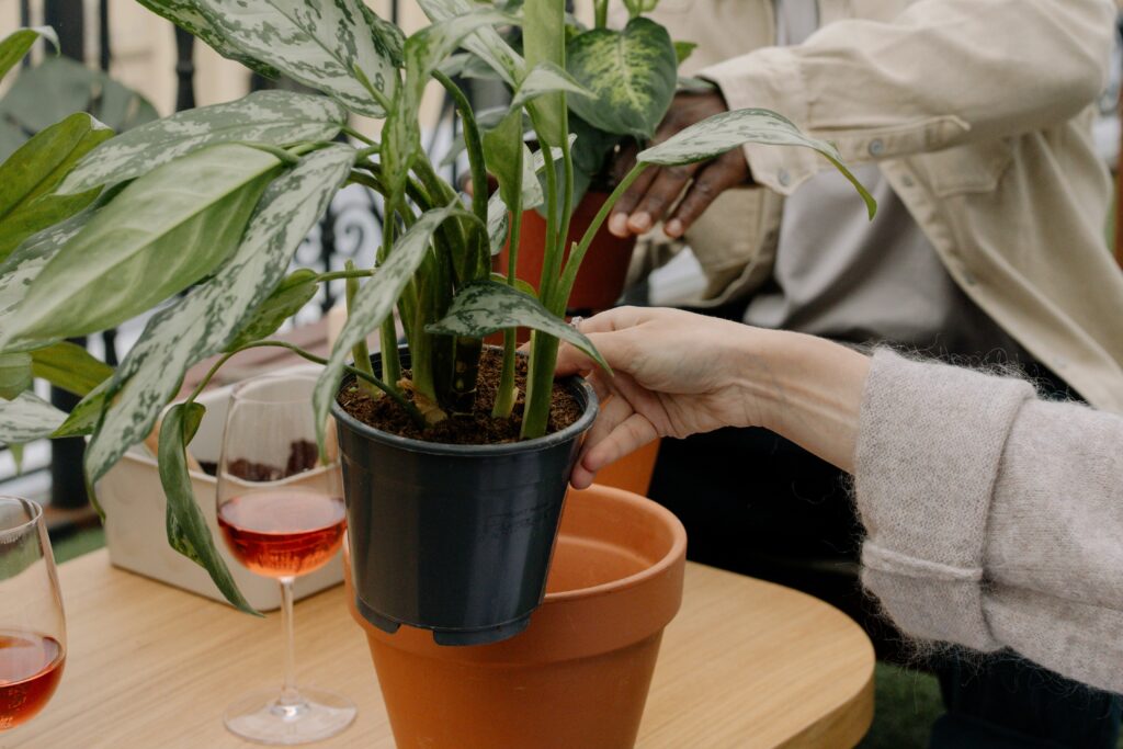 pexels-photo-9721365-9721365 Two people potting aglaonema plants indoors, surrounded by pots and glasses of wine on a table.